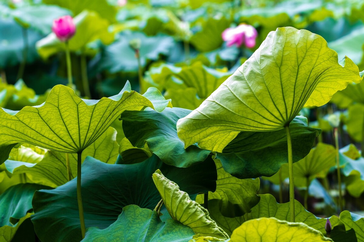 荷叶 荷塘 荷 植物 叶子 莲花 水芙蓉 莲花 水芙蓉 藕花 芙蕖 水芝 水华 泽芝 中国莲 摄影 特写 自然 风光