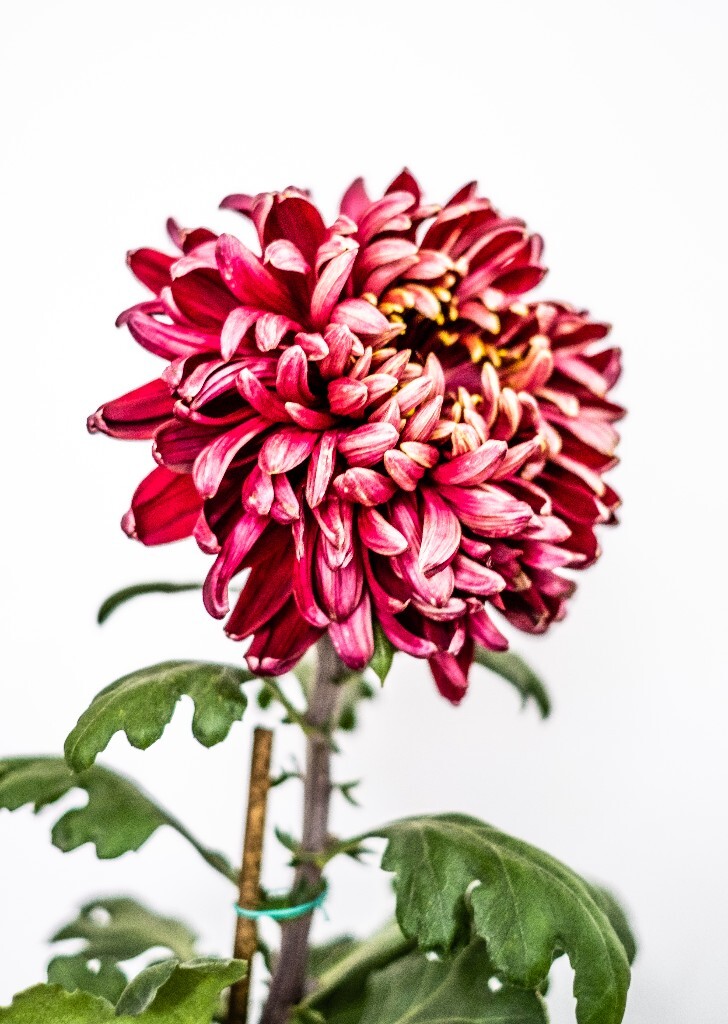 菊花 寿客 金英 黄华 秋菊 陶菊 日精 女华 延年 隐逸花 家菊 花儿 盛开的菊花