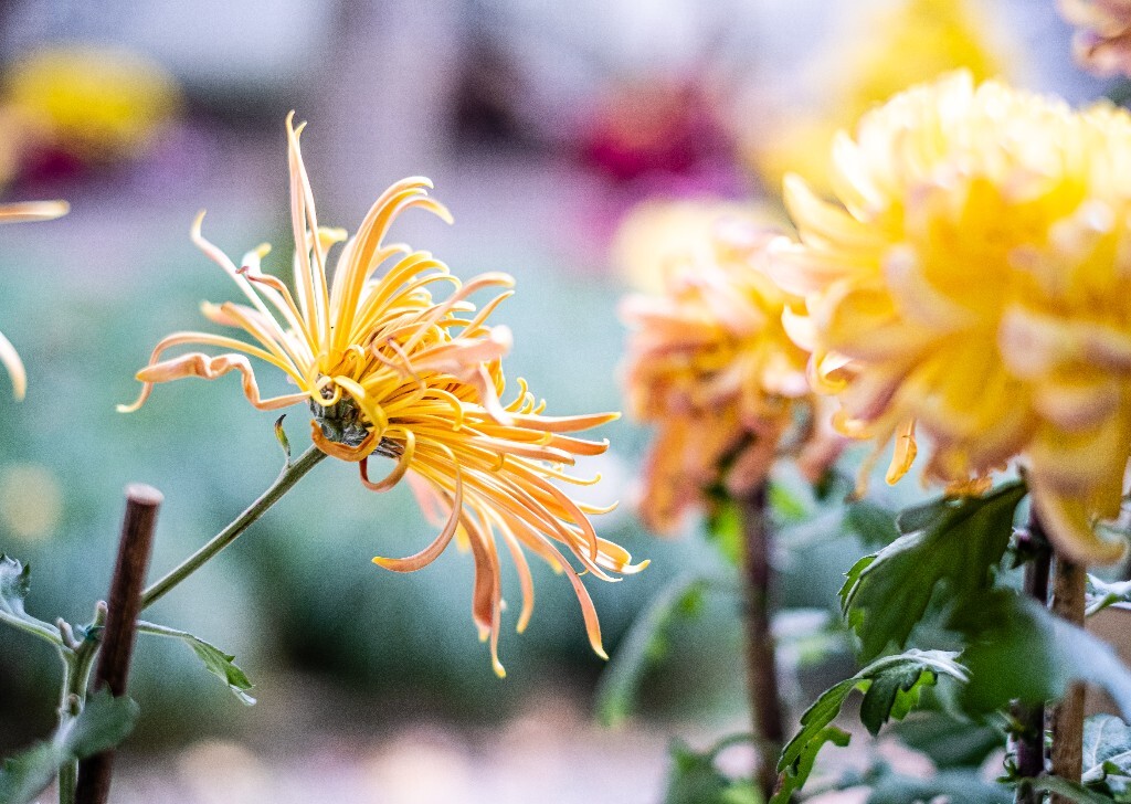 菊花 寿客 金英 黄华 秋菊 陶菊 日精 女华 延年 隐逸花 家菊 花儿 盛开的菊花