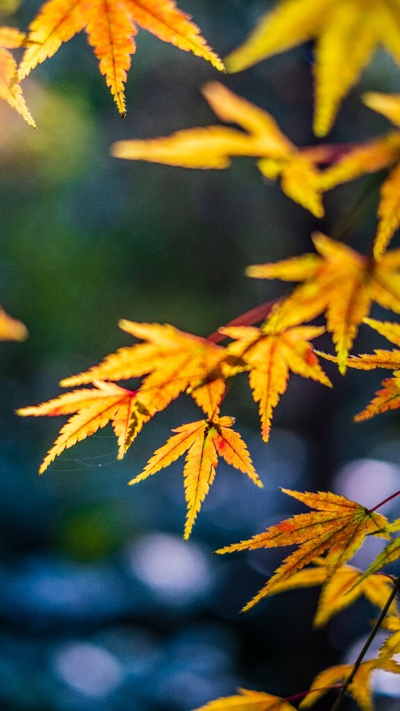 枫叶 红叶 秋天 植物 风光 摄影 自然 旅行 叶子