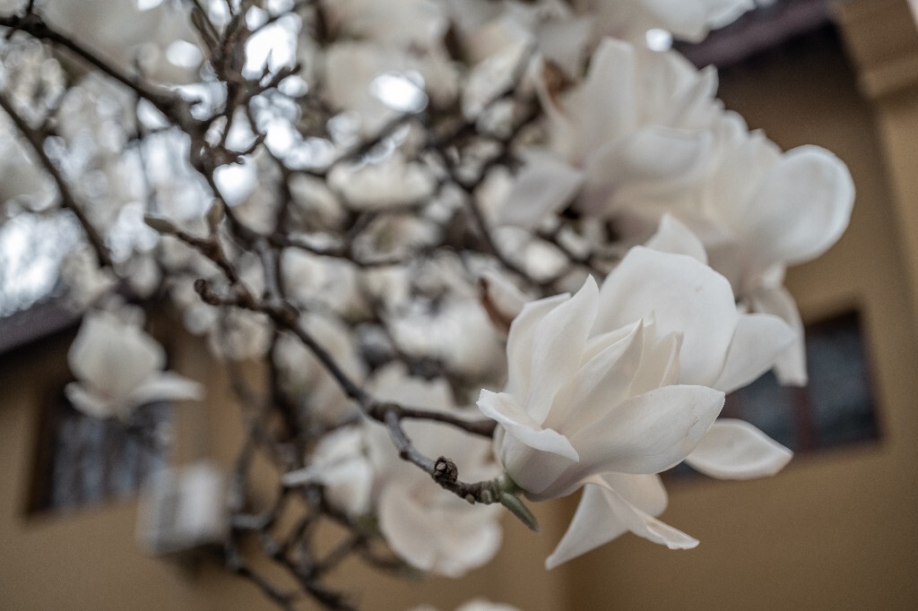 玉兰 玉兰花 植物 微距 摄影 风光 自然 法喜寺 500年玉兰 旅行 白色的玉兰