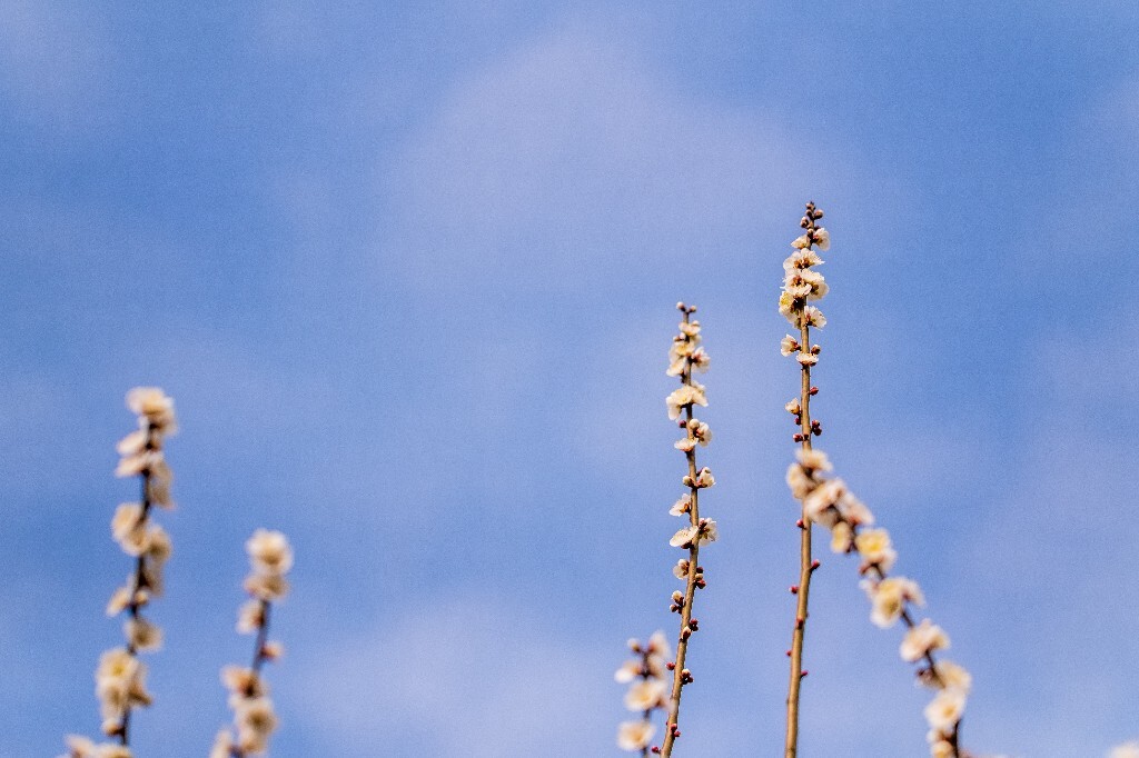 梅 梅花 植物 风光 花卉 花朵 花儿 摄影 旅行 赏花