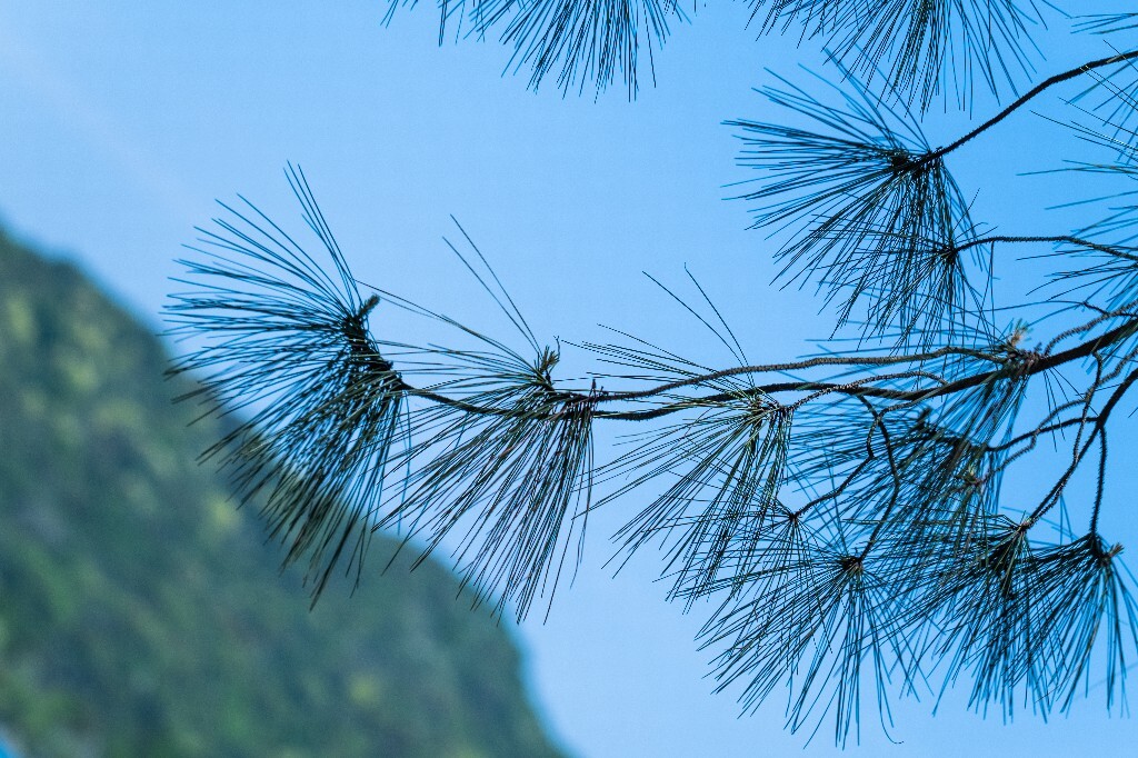 松针 松叶 猪鬃松叶 松毛 山松须 摄影 风光 自然