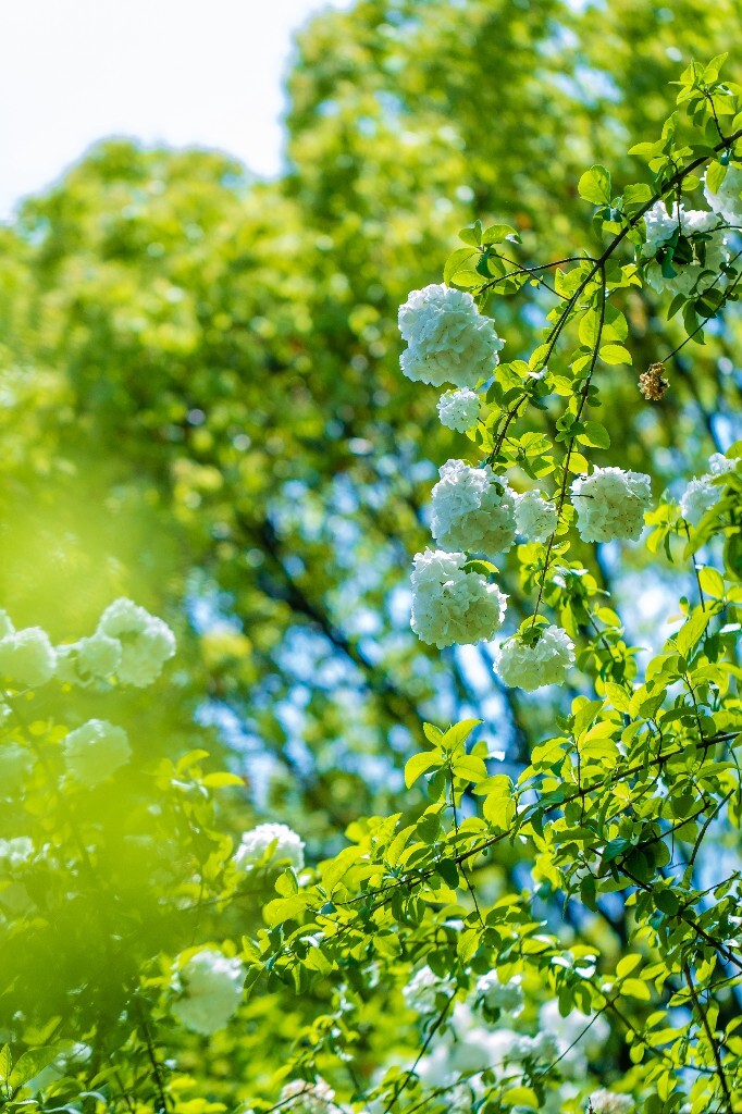 粉团花 紫阳花 八仙花 绣球 木绣球 草绣球 紫绣球 花朵 花儿 植物 摄影