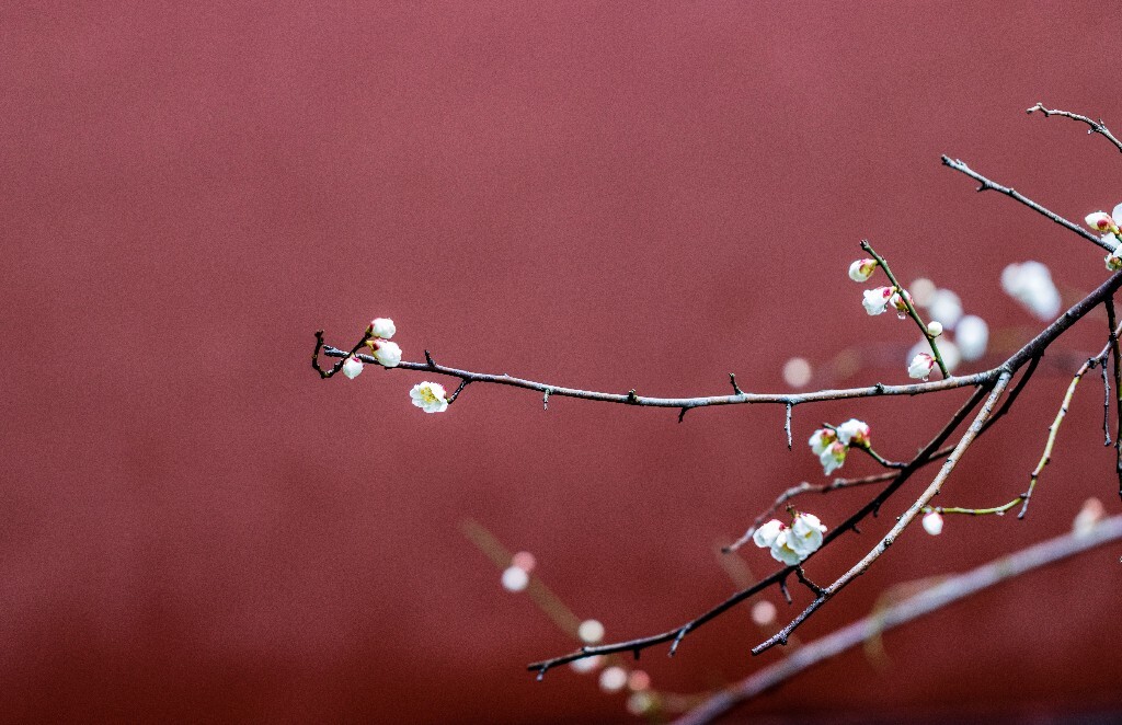梅花 腊梅 风光 摄影 自然 植物 微距 旅行 建筑 钱王祠