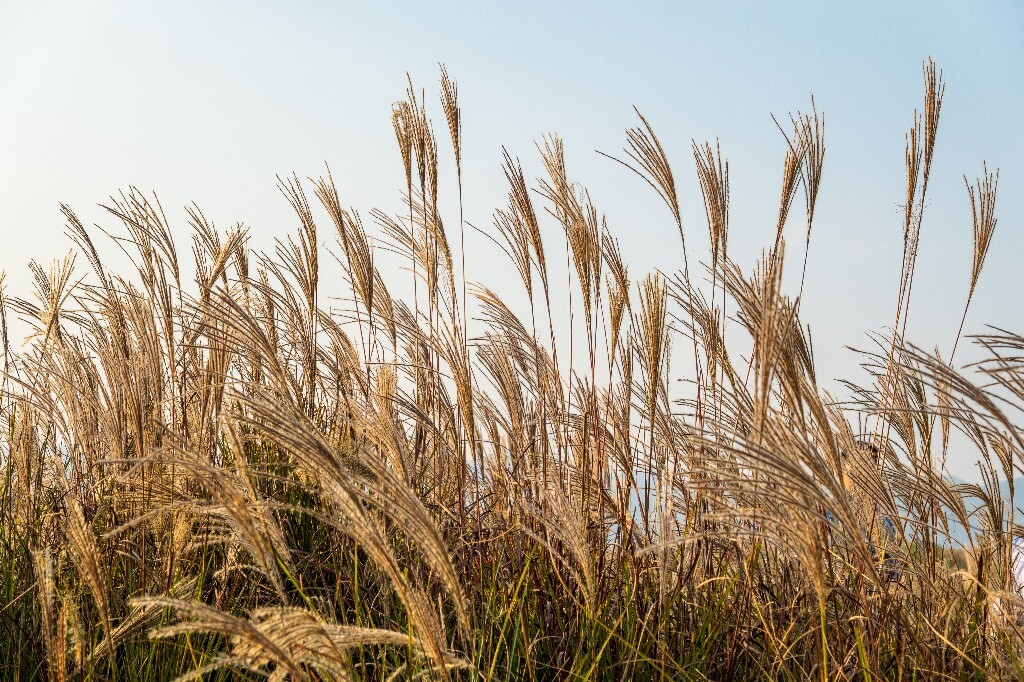 日出日落  芦苇 夕阳 植物 风光 自然