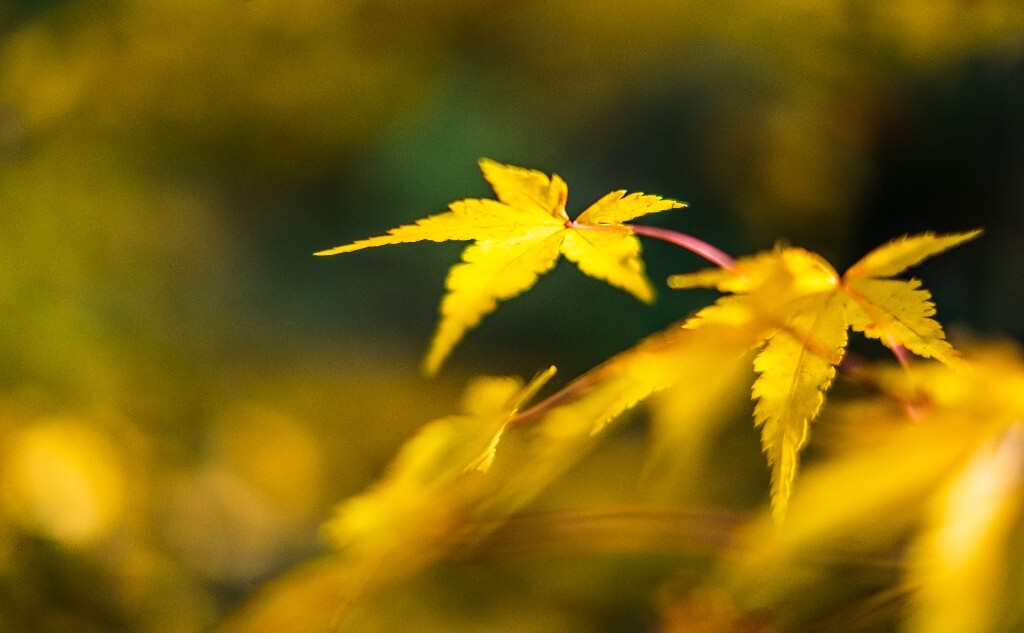 植物 摄影 光 叶子 枫叶 风光摄影 旅行 自然