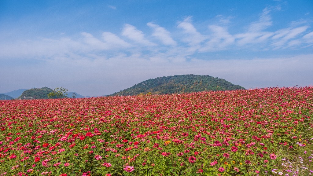 百日菊 百日草 步步高 火球花 对叶菊 秋罗 步步登高 不等高 植物 摄影 风光