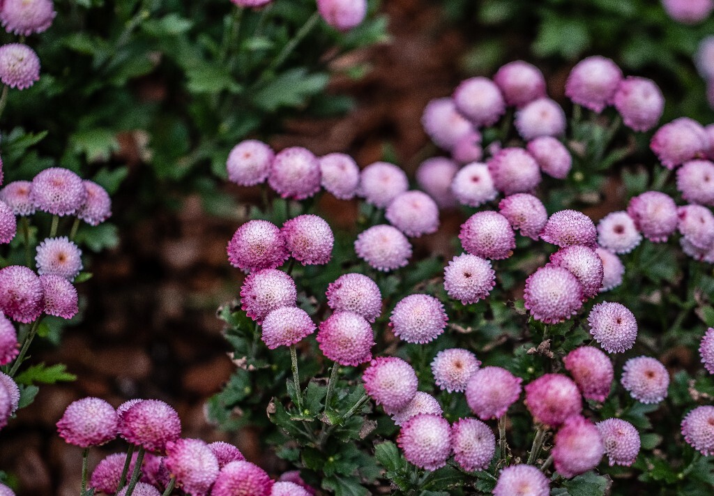 菊花 寿客 金英 黄华 秋菊 陶菊 日精 女华 延年 隐逸花 家菊 花儿 盛开的菊花