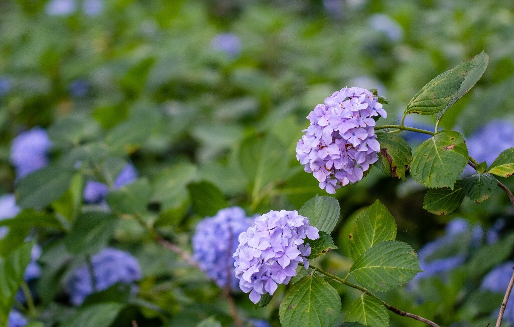 八仙花 粉团花 草绣球 紫绣球 紫阳花  绣球 绣球花 摄影 植物 花朵 花儿