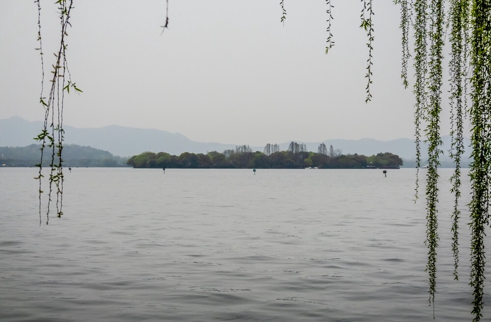 西湖 柳树 风光 自然 西湖风光 西湖柳树 雷锋塔 旅行 旅游