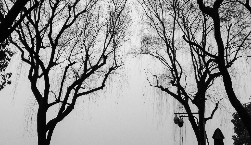 西湖风光 自然 风光 自然风光 黑白