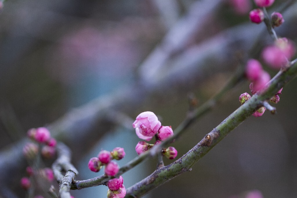 蜡梅 金梅 腊梅 蜡花 蜡梅花 蜡木 麻木紫 石凉茶 唐梅 香梅 植物 微距 摄影 风光 花朵 花草 红梅