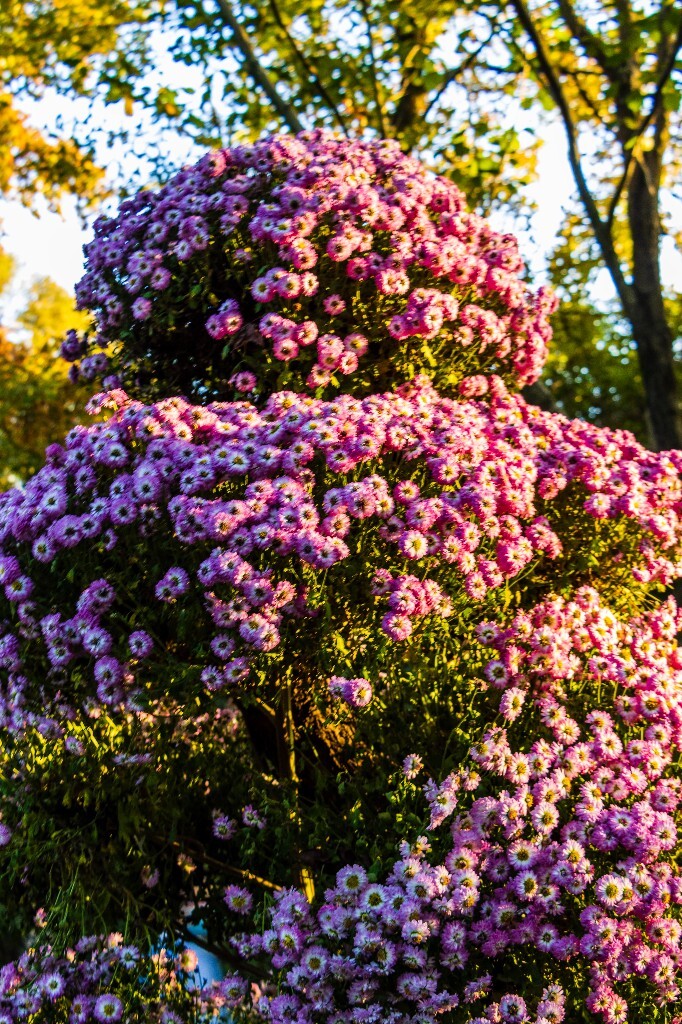 菊花 寿客 金英 黄华 秋菊 陶菊 日精 女华 延年 隐逸花 家菊 植物 花朵 图片 摄影 旅行 菊花展