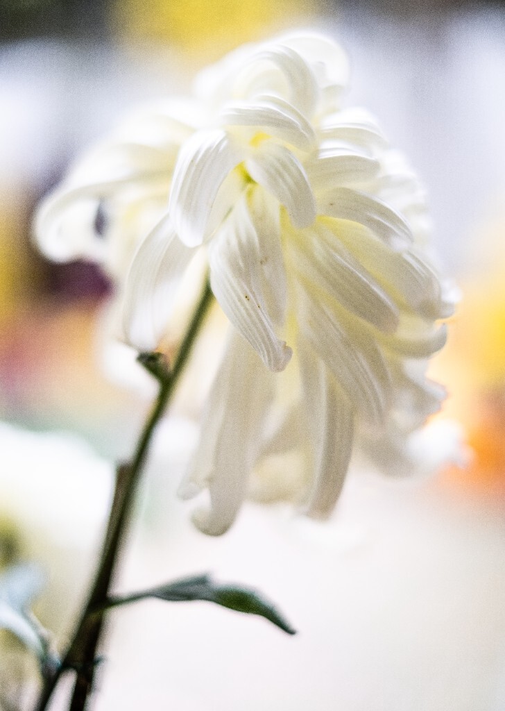 菊花 寿客 金英 黄华 秋菊 陶菊 日精 女华 延年 隐逸花 家菊 花儿 盛开的菊花