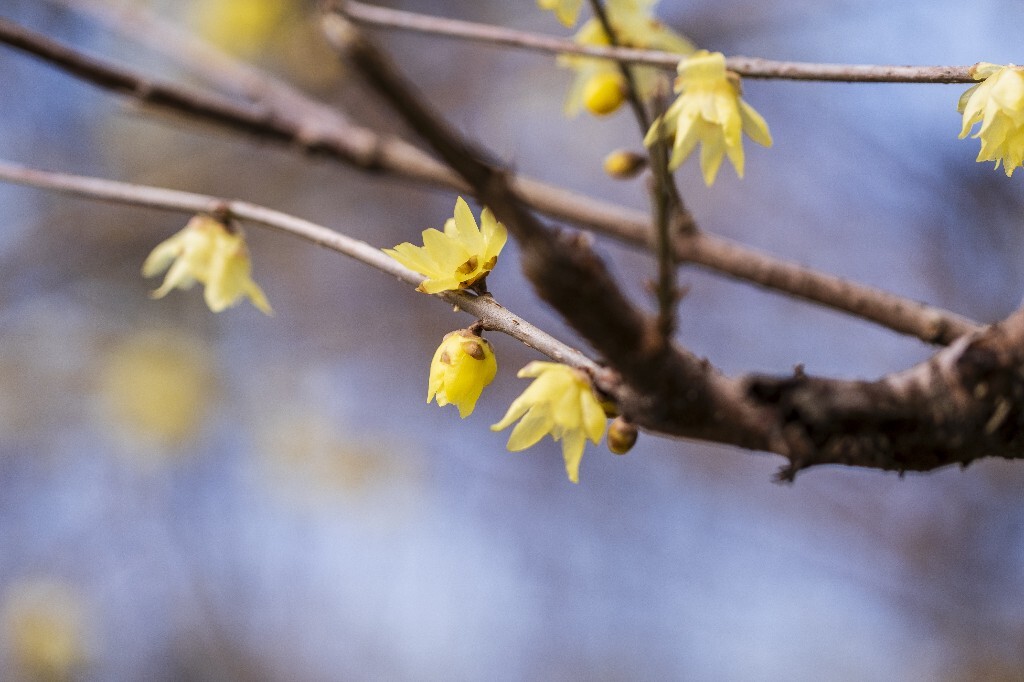 蜡梅 金梅 腊梅 蜡花 蜡梅花 蜡木 麻木紫 石凉茶 唐梅 香梅 植物 微距 摄影 风光 花朵 花草