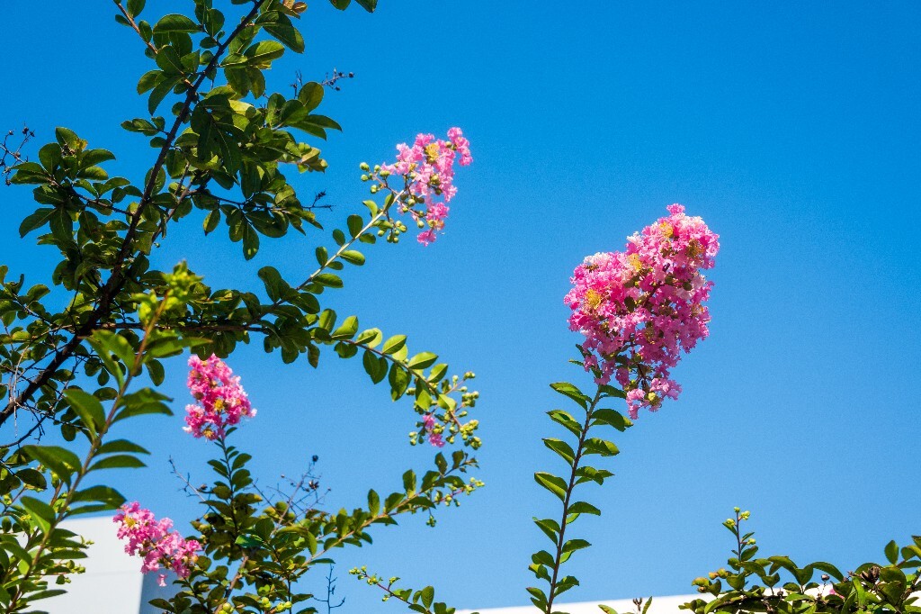 入惊儿树、百日红、满堂红、痒痒树、紫金花、紫兰花、蚊子花、西洋水杨梅、无皮树