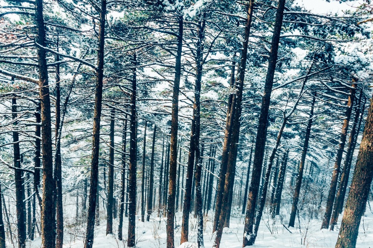 雪景 自然 风景 自然风光 大自然 黄山雪景 黄山风光 树枝上的雪 积雪 千里冰封 万里雪飘 银妆素裹