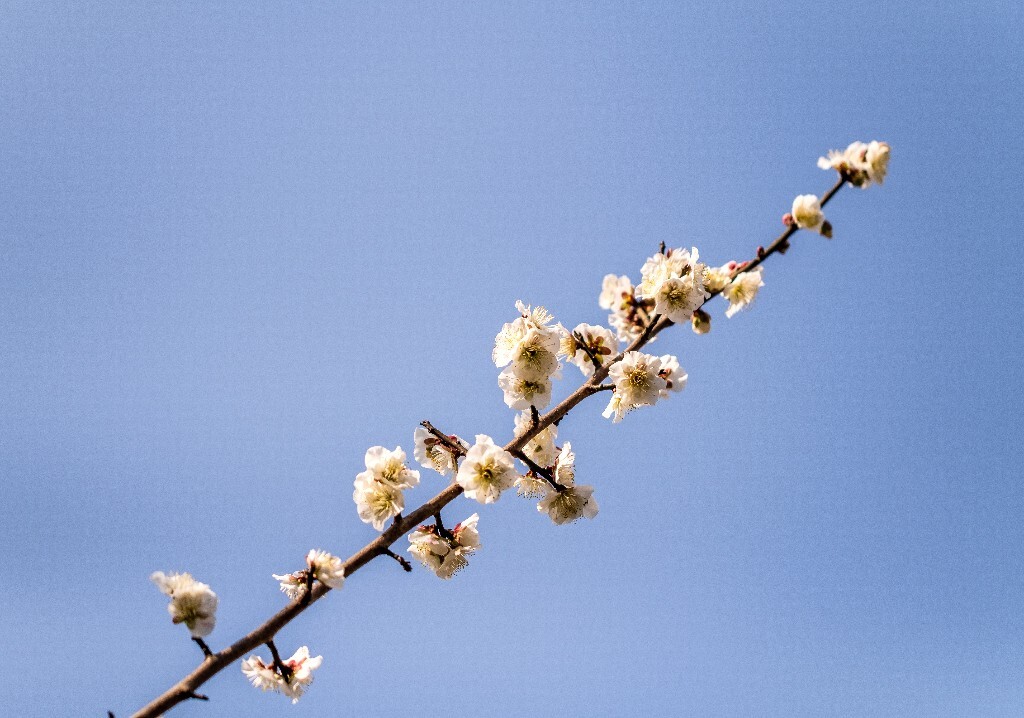 梅 梅花 植物 风光 花卉 花朵 花儿 摄影 旅行 赏花