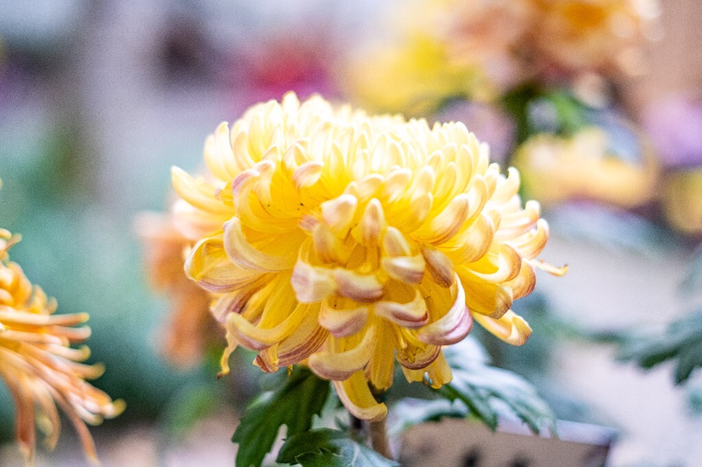 菊花 寿客 金英 黄华 秋菊 陶菊 日精 女华 延年 隐逸花 家菊 花儿 盛开的菊花