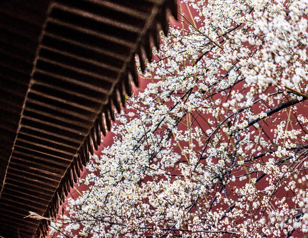 梅花 腊梅 风光 摄影 自然 植物 微距 旅行 建筑 钱王祠