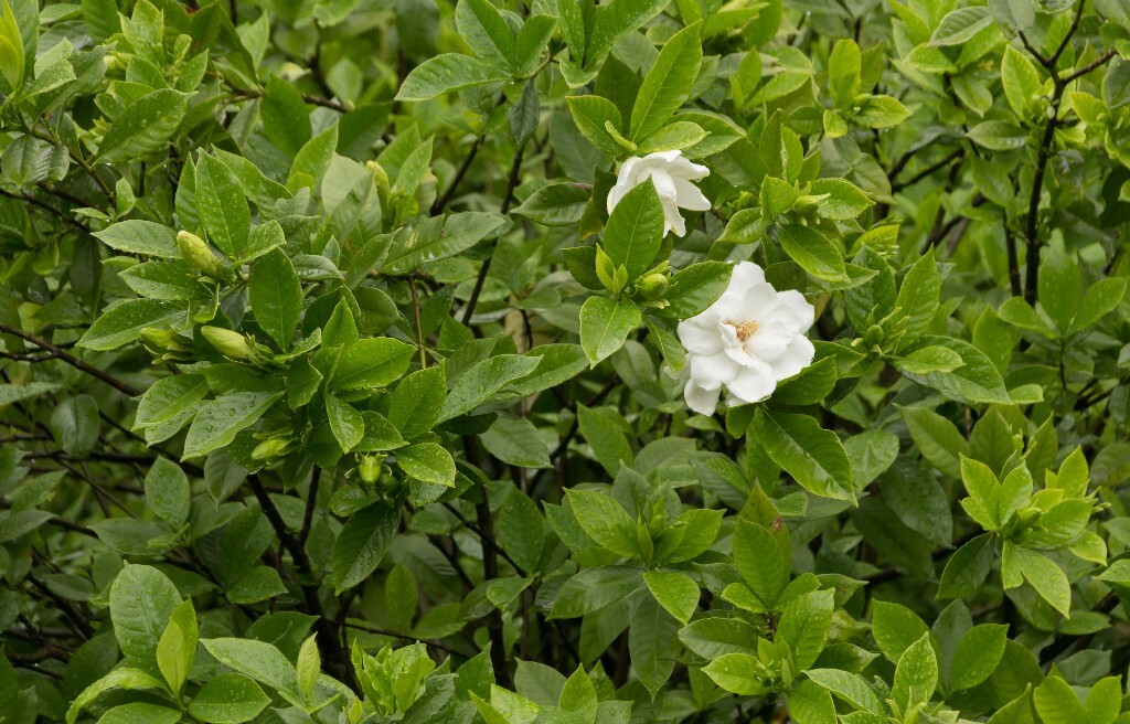 植物 栀子花 风光 自然 花草 花朵 盛开的栀子花 摄影 旅行 