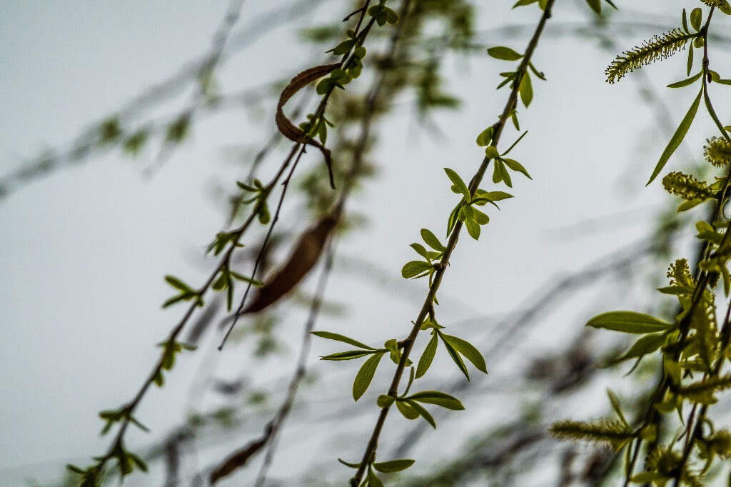西湖柳树 风光 自然 植物 柳树