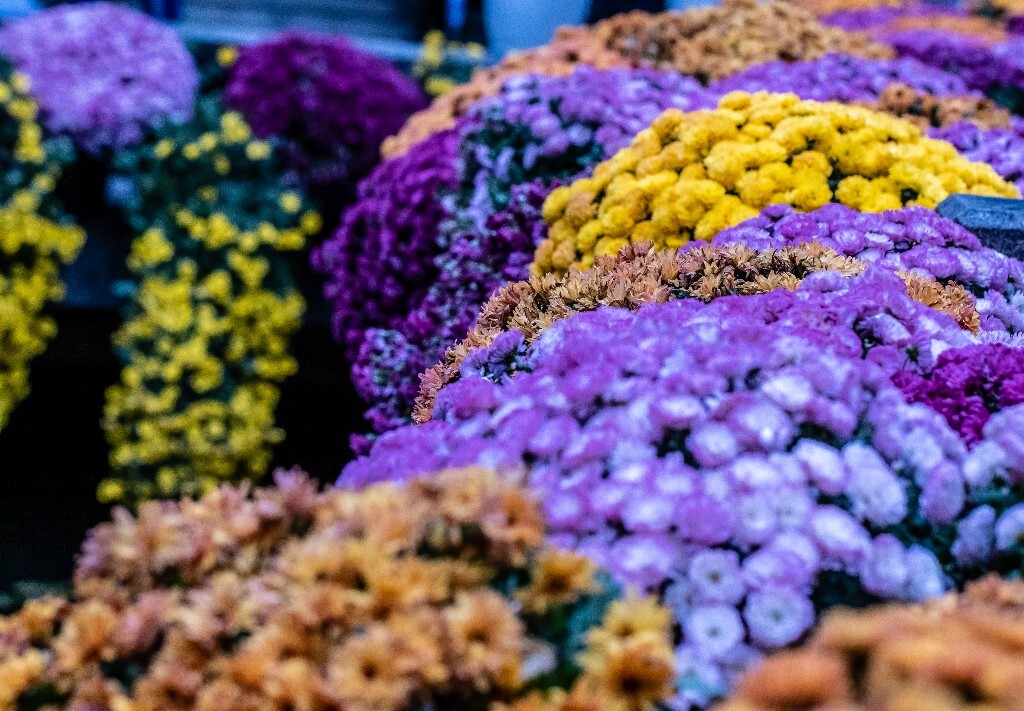 菊花 寿客 金英 黄华 秋菊 陶菊 日精 女华 延年 隐逸花 家菊 花儿 盛开的菊花