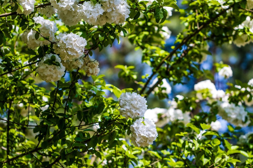八仙花 粉团花 草绣球 紫绣球 紫阳花 绣球 木绣球 摄影 植物
