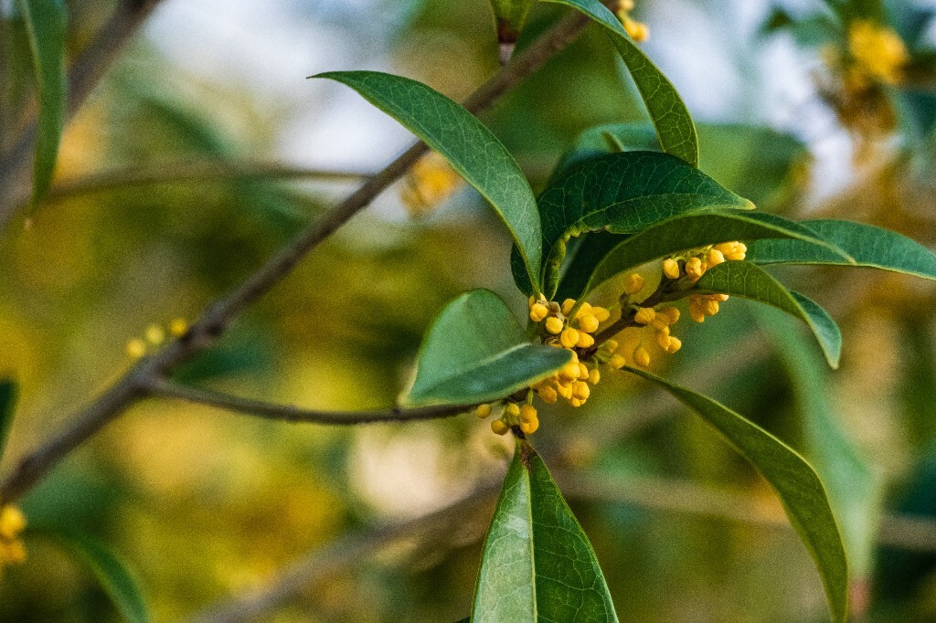 桂花 岩桂 木犀 九里香 金桂 银桂 丹桂 月桂 植物