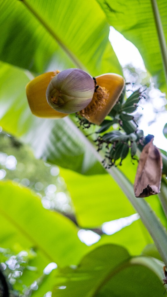 芭蕉 芭苴 板焦 板蕉 大芭蕉头 大头芭蕉 果实 摄影 植物