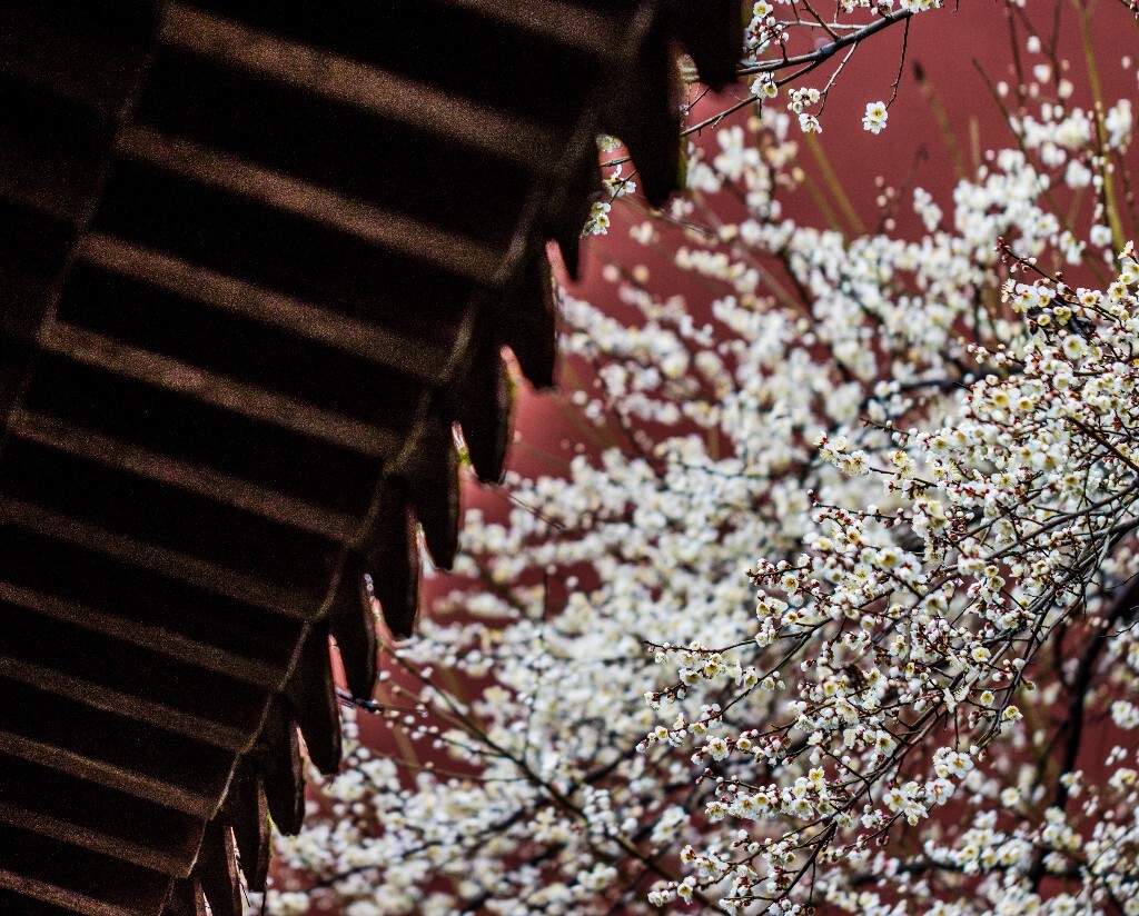 梅花 腊梅 风光 摄影 自然 植物 微距 旅行 建筑 钱王祠