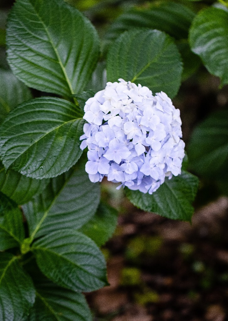 八仙花 粉团花 草绣球 紫绣球 紫阳花  绣球 绣球花 摄影 植物 花朵 花儿