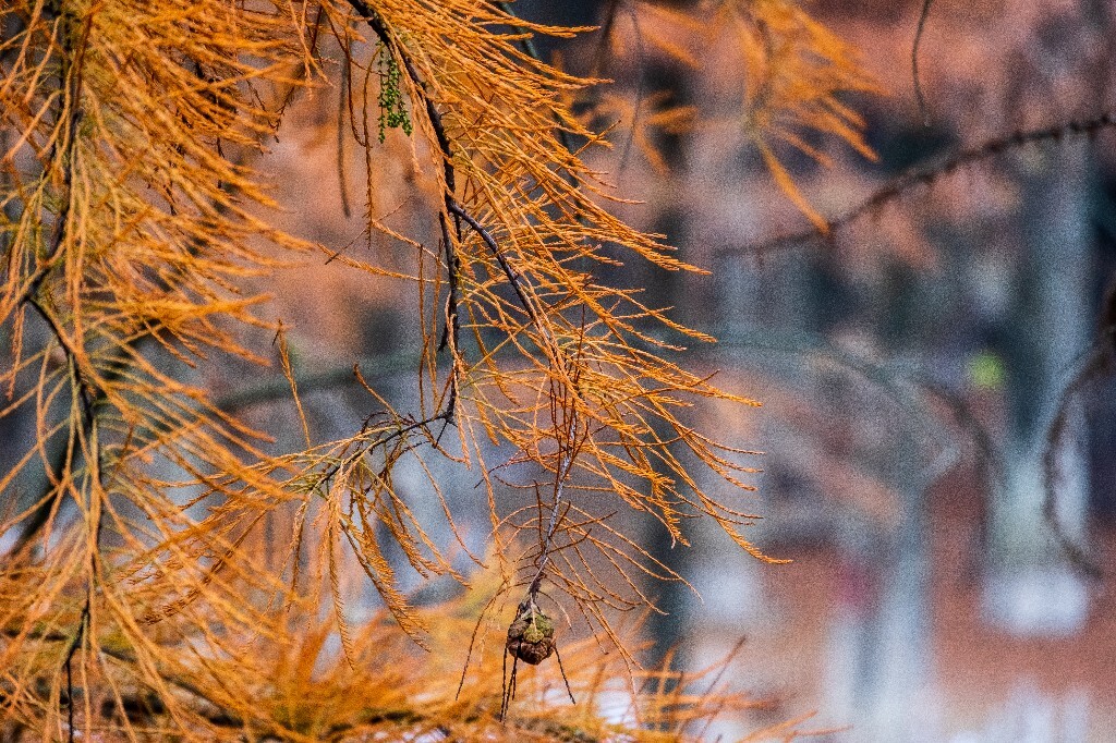 落叶乔木 水杉 梳子杉 树木 秋季 秋天 秋天的颜色 图片 摄影 风光 旅游