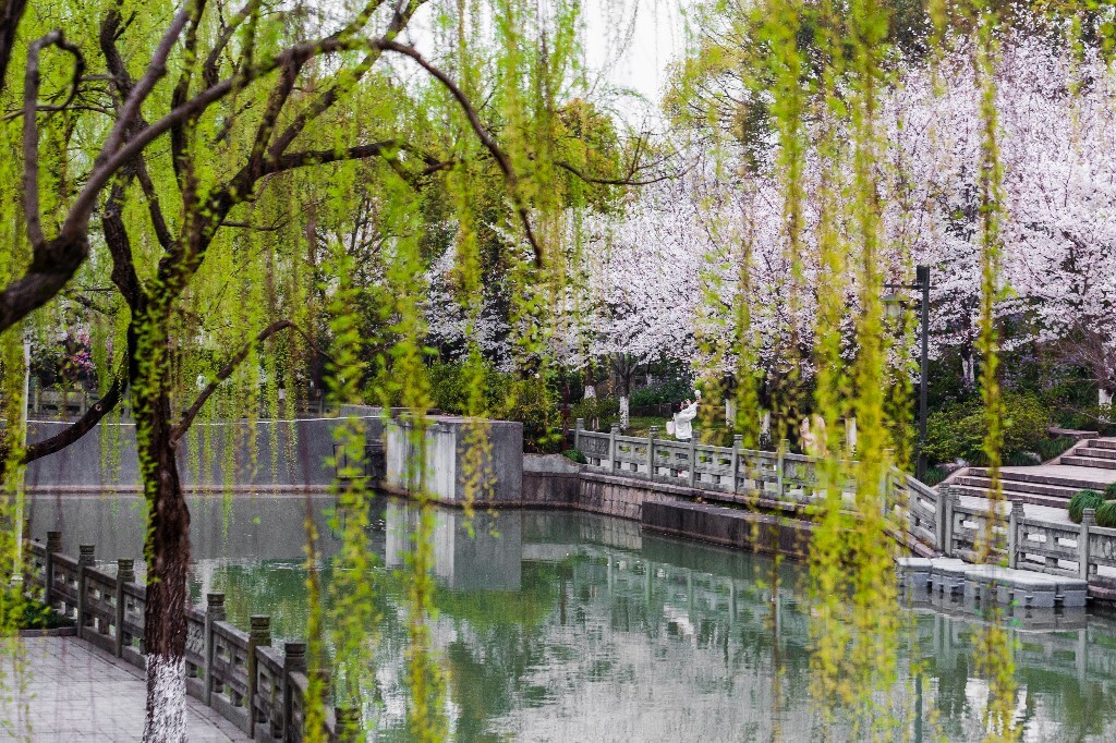 柳树 柳枝 柳丫 春天 树叶 树枝 风光 自然 植物 摄影 叶子 树