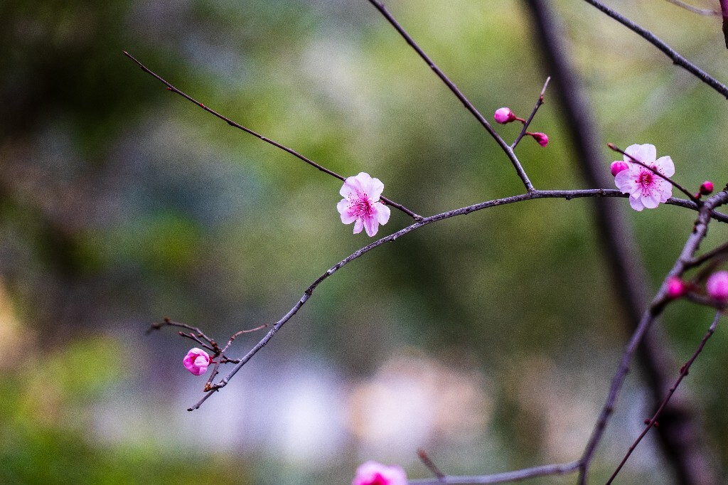 桃花 植物 花朵 花儿 风光 微距 摄影 自然风光 盛开的桃花