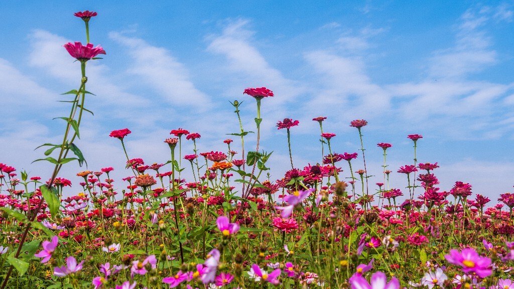 百日菊 百日草 步步高 火球花 对叶菊 秋罗 步步登高 不等高 植物 摄影 风光