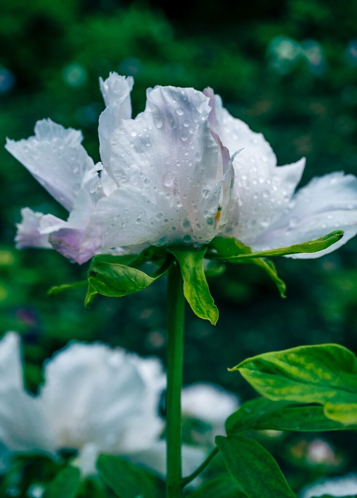 鼠姑 鹿韭 白茸 木芍药 百雨金 洛阳花 富贵花 牡丹 植物 花朵 花儿 牡丹花 含苞待放