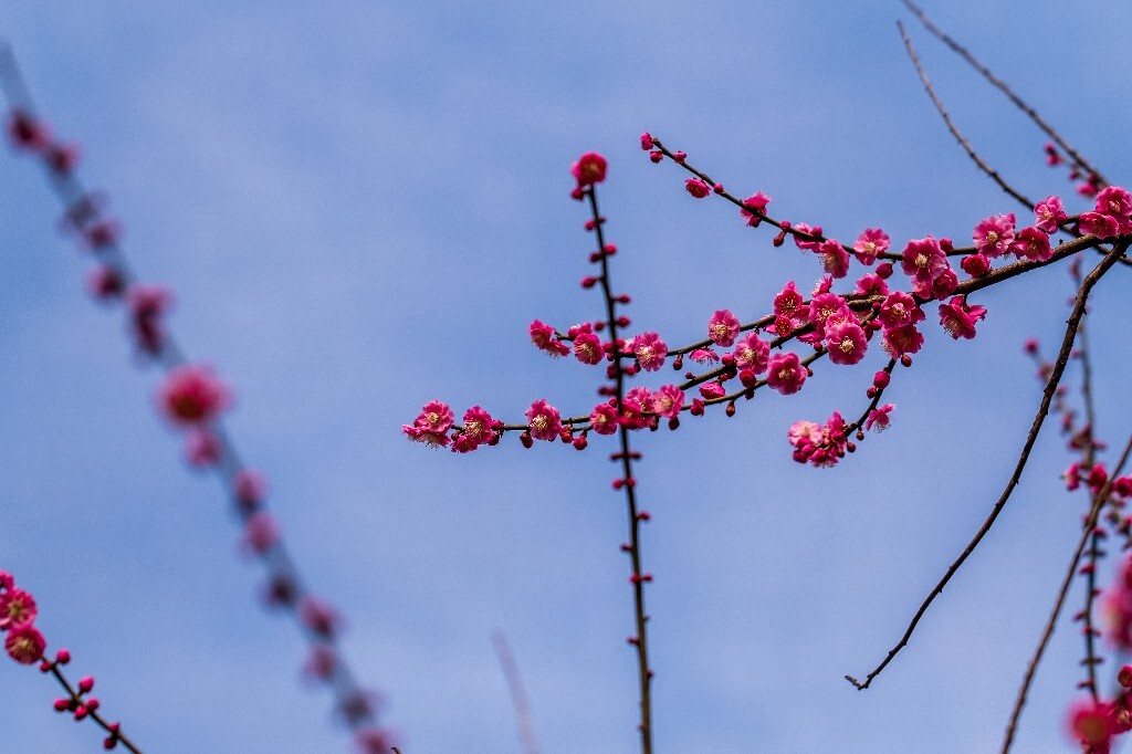 梅花 红色的梅花 梅 图片 摄影 风光 花卉 花朵 旅游 花