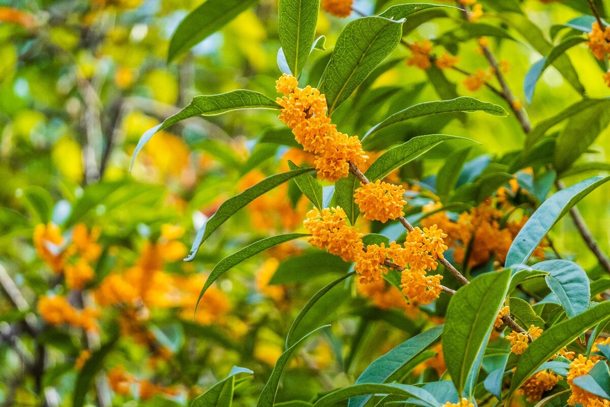 桂花 花朵 植物 摄影 旅行 花儿 金桂 银桂