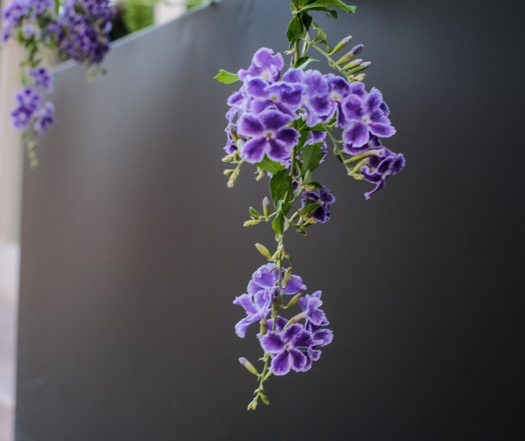 番仔刺 篱笆树 洋刺 花墙刺 桐青 白解 假连翘  花朵 花草 摄影 花儿 