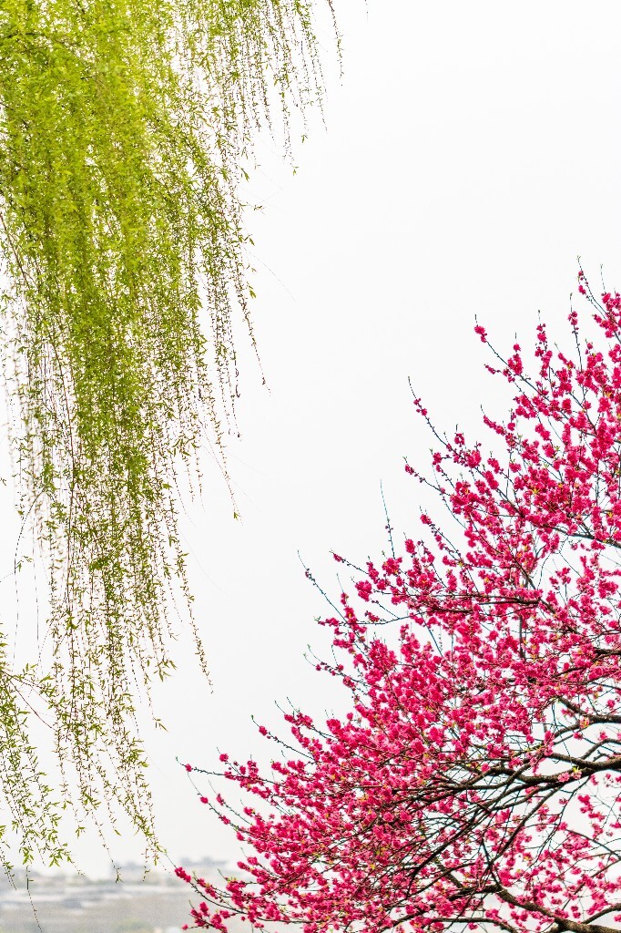 西湖桃花  西湖风光 自然  环境  桃花 西湖之春  自然 风光 花朵 花儿 
