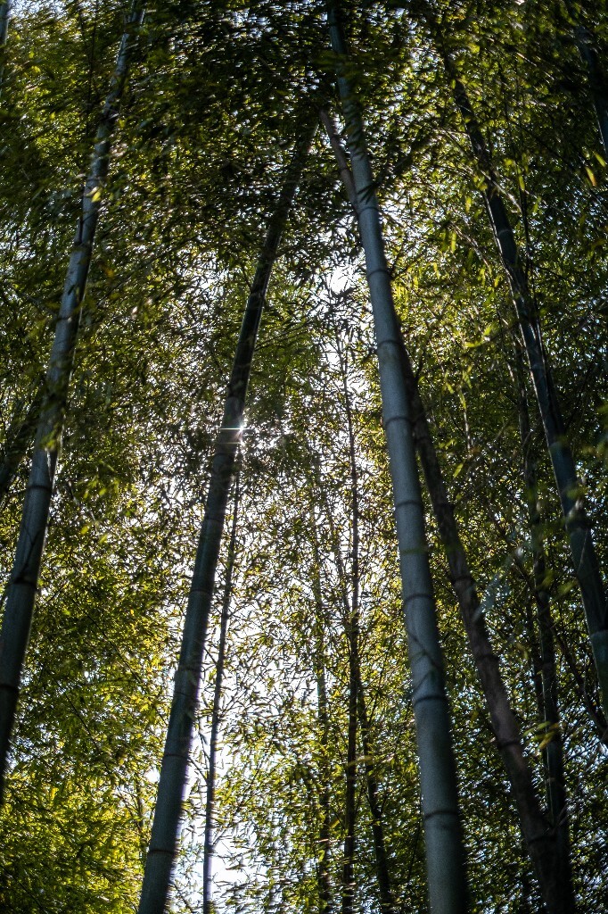 风光 山间小路 自然 风光 径山寺风光 曲径通幽 旅行 爬山 灯 光与影 光影的故事
