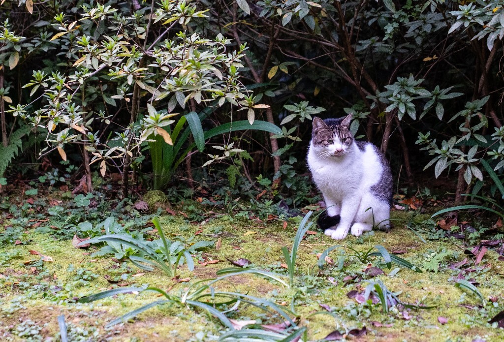 猫 喵喵 猫星人 摄影 宠物 宠物摄影 宠物表情包