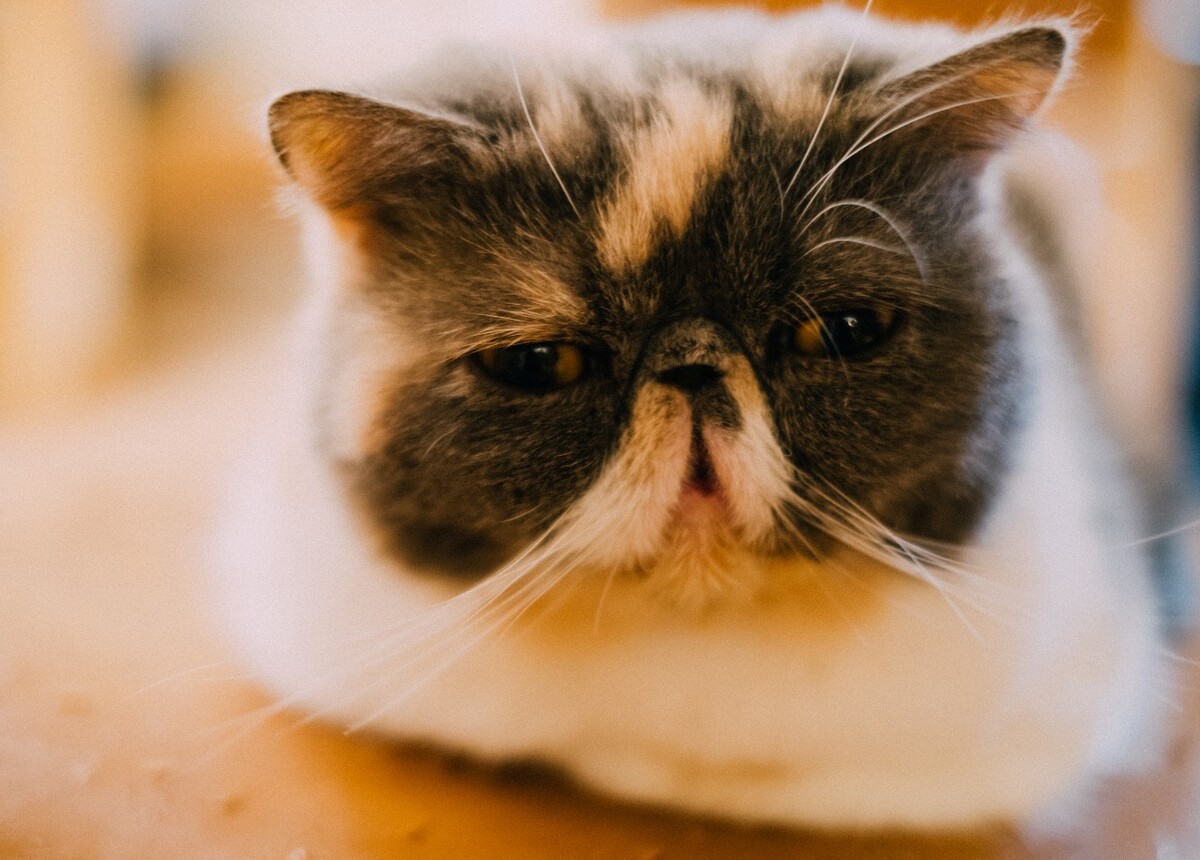 猫 猫科动物 动物 猫亚科 豹亚科 猫咪 家猫 野猫 喵星人 可爱的猫猫 英短 虎斑
