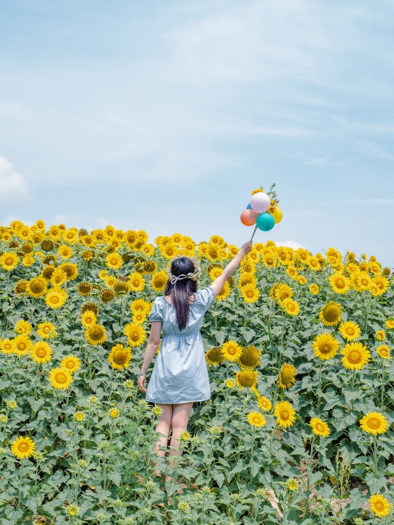 向日葵 花海 风光 自然 摄影 背影 转日莲 花儿 旅行 街拍 人像 美女