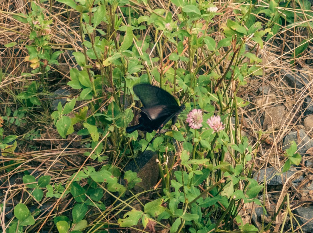 蛱蝶 胡蝶 浮蝶儿 蝴蝶 黑蝴蝶 会飞的花朵 美丽的昆虫 摄影