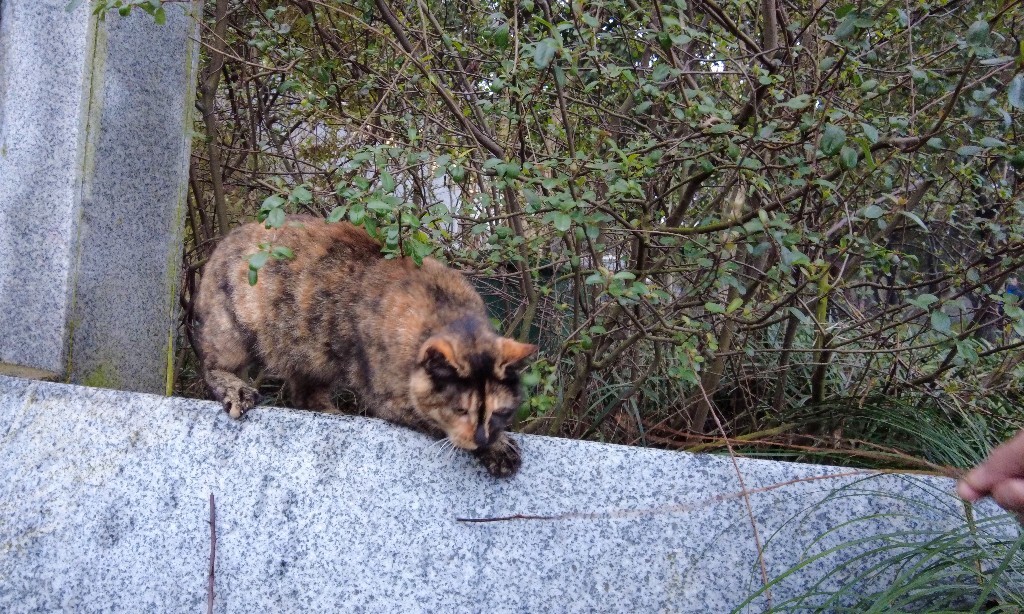 猫猫 喵星人 猫 动物 宠物 摄影 小可爱 喵星人的日常生活 宠物摄影圈子