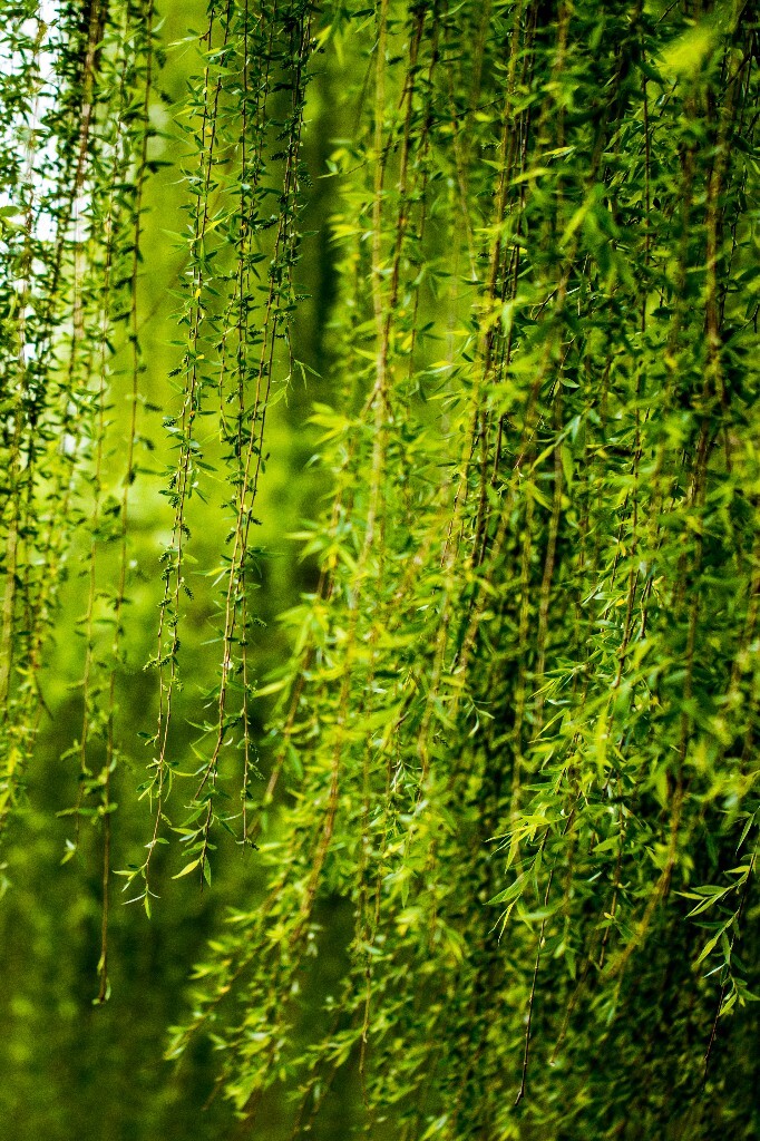 植物 风光 西湖柳树 西湖风光 自然 环境 西湖之春 自然 鸳鸯 自然 西湖春天