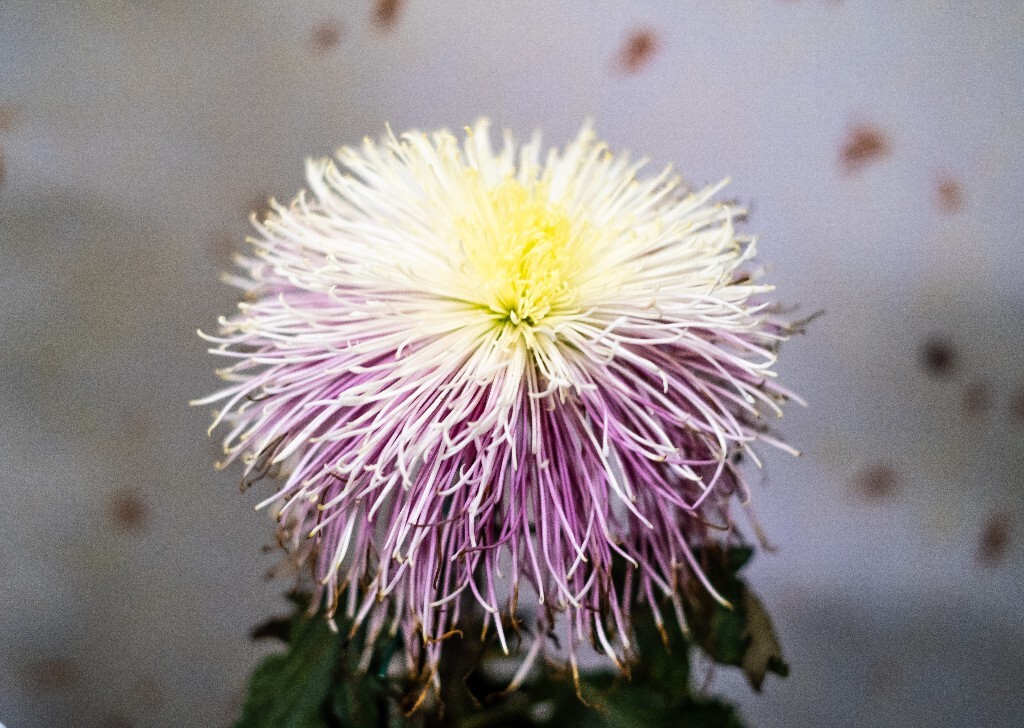 菊花 寿客 金英 黄华 秋菊 陶菊 日精 女华 延年 隐逸花 家菊 花儿 盛开的菊花